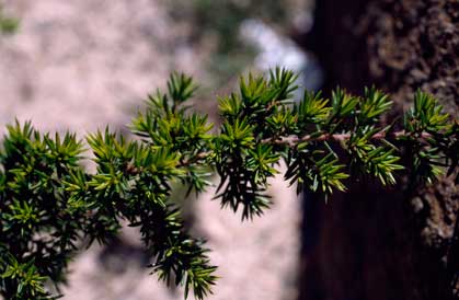 APII jpeg image of Pultenaea juniperina  © contact APII