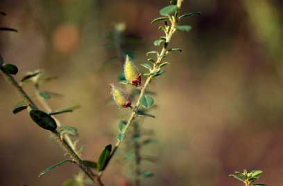 APII jpeg image of Pultenaea millarii var. millarii  © contact APII