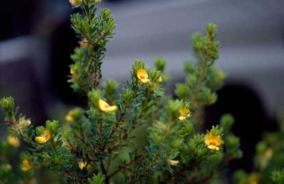 APII jpeg image of Pultenaea rostrata  © contact APII