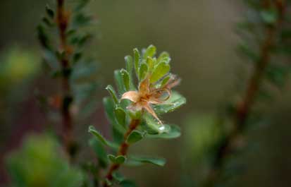 APII jpeg image of Pultenaea rostrata  © contact APII