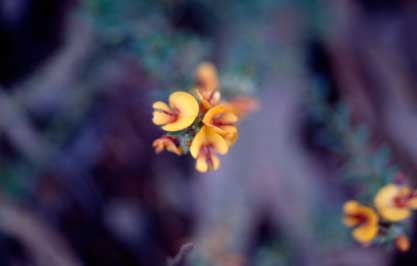 APII jpeg image of Pultenaea subspicata  © contact APII