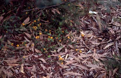 APII jpeg image of Pultenaea subspicata  © contact APII