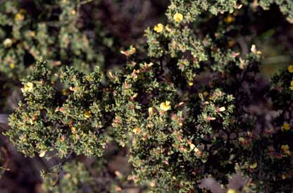 APII jpeg image of Pultenaea trifida  © contact APII