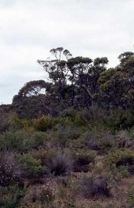 APII jpeg image of Pultenaea trifida,<br/>Pultenaea viscidula  © contact APII