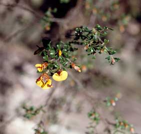 APII jpeg image of Pultenaea victoriensis  © contact APII