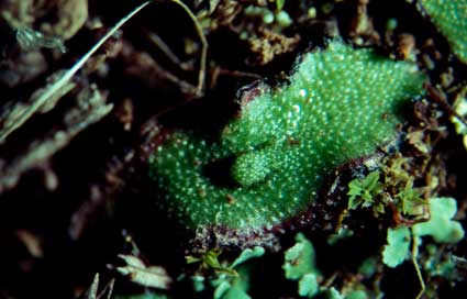 APII jpeg image of Asterella drummondii  © contact APII