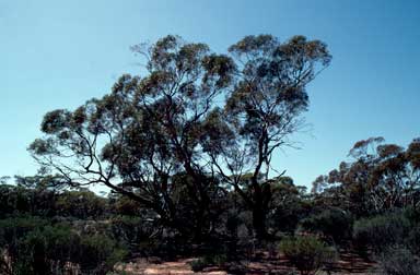 APII jpeg image of Eucalyptus  © contact APII