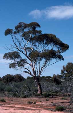 APII jpeg image of Eucalyptus  © contact APII