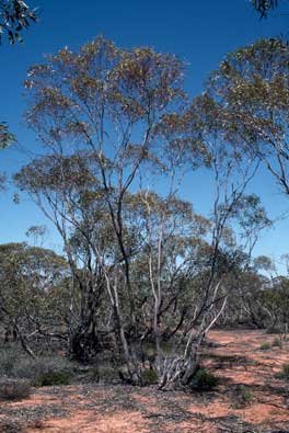 APII jpeg image of Eucalyptus gracilis  © contact APII