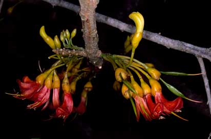 APII jpeg image of Castanospermum australe  © contact APII