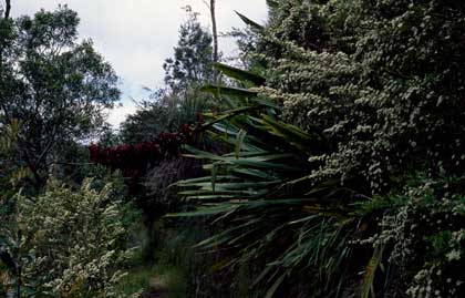 APII jpeg image of Doryanthes palmeri,<br/>Leptospermum polygalifolium subsp. montanum  © contact APII