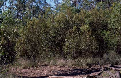 APII jpeg image of Eucalyptus curtisii  © contact APII