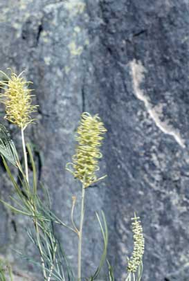 APII jpeg image of Grevillea whiteana  © contact APII