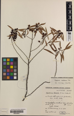 APII jpeg image of Myoporum montanum  © contact APII