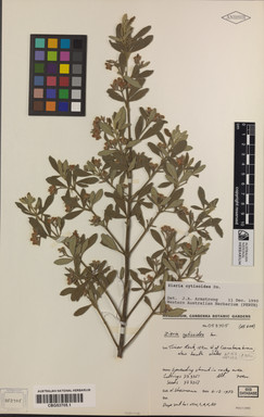 APII jpeg image of Zieria cytisoides  © contact APII