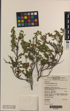 APII jpeg image of Dodonaea bursariifolia  © contact APII