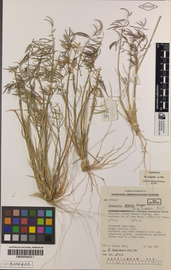 APII jpeg image of Eragrostis dielsii  © contact APII