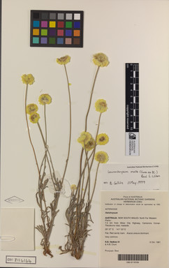 APII jpeg image of Leucochrysum molle  © contact APII