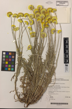 APII jpeg image of Leucochrysum molle  © contact APII