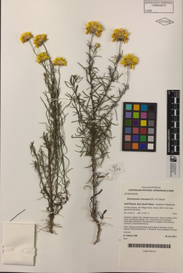 APII jpeg image of Xerochrysum viscosum  © contact APII