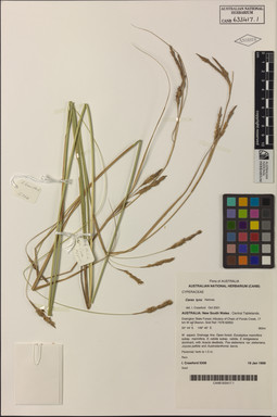 APII jpeg image of Carex iynx  © contact APII