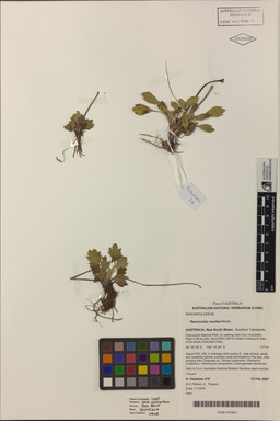APII jpeg image of Ranunculus muelleri  © contact APII