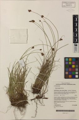 APII jpeg image of Carex hebes  © contact APII