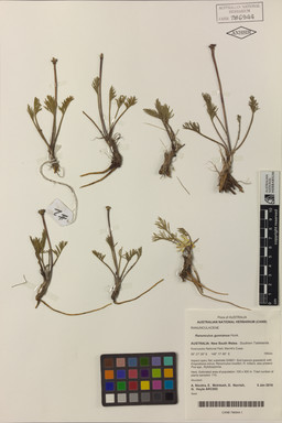 APII jpeg image of Ranunculus gunnianus  © contact APII