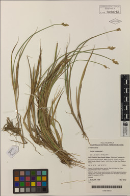 APII jpeg image of Carex canescens  © contact APII
