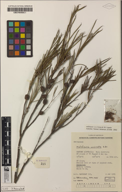 APII jpeg image of Melaleuca uncinata  © contact APII