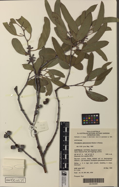 APII jpeg image of Eucalyptus glaucescens  © contact APII