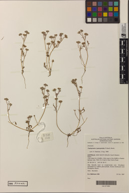 APII jpeg image of Trachymene cyanopetala  © contact APII