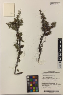 APII jpeg image of Leptospermum arachnoides  © contact APII