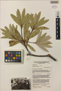 APII jpeg image of Banksia paludosa  © contact APII