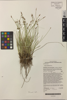 APII jpeg image of Carex echinata  © contact APII
