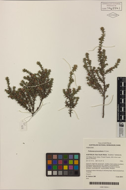 APII jpeg image of Pultenaea procumbens  © contact APII