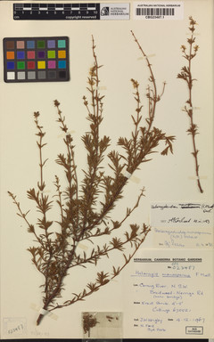 APII jpeg image of Haloragodendron monospermum  © contact APII