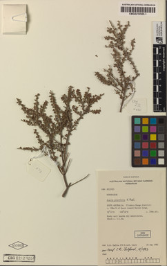 APII jpeg image of Acacia pravifolia  © contact APII