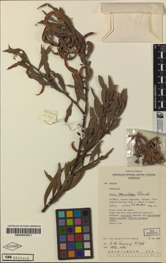 APII jpeg image of Acacia venulosa  © contact APII