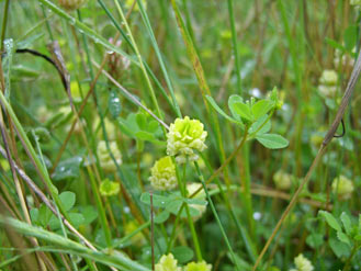 APII jpeg image of Trifolium campestre var. campestre  © contact APII
