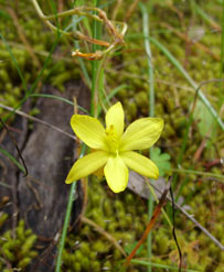 APII jpeg image of Bulbine bulbosa  © contact APII