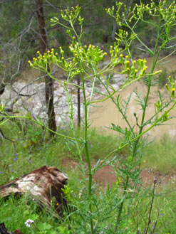 APII jpeg image of Senecio bathurstianus  © contact APII