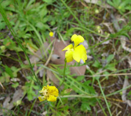 APII jpeg image of Goodenia pinnatifida  © contact APII