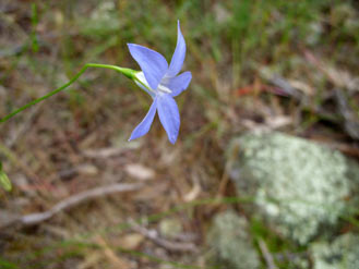 APII jpeg image of Wahlenbergia stricta  © contact APII