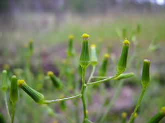 APII jpeg image of Senecio queenslandicus  © contact APII