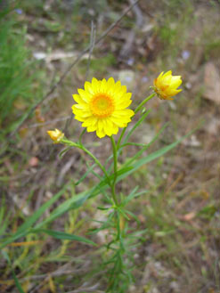 APII jpeg image of Xerochrysum viscosum  © contact APII