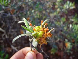 APII jpeg image of Grevillea lanigera  © contact APII