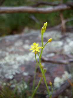 APII jpeg image of Bulbine  © contact APII