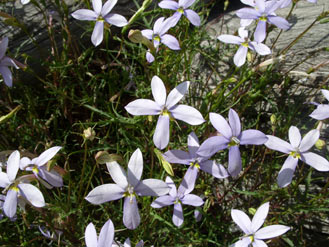 APII jpeg image of Isotoma axillaris  © contact APII