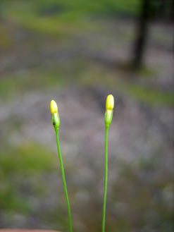 APII jpeg image of Cicendia filiformis  © contact APII